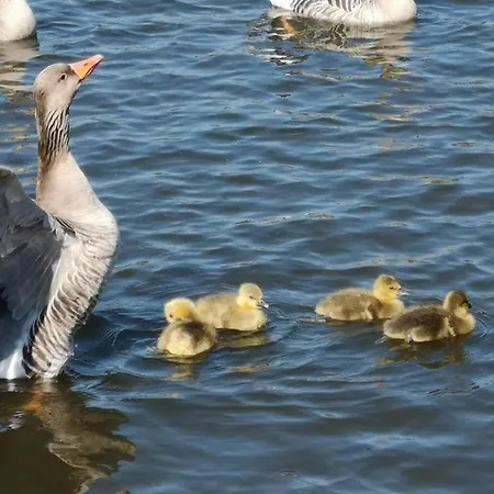 Fitschen Am Dorfteich *