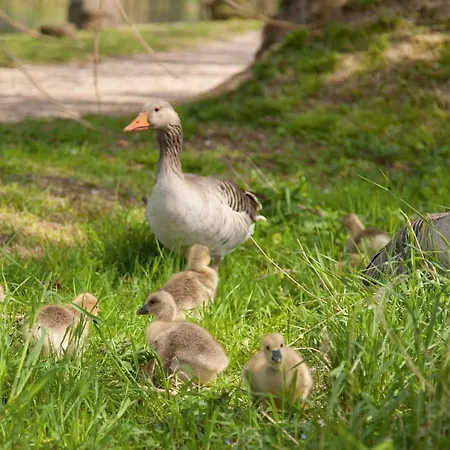 Fitschen Am Dorfteich Отель Веннингштедт