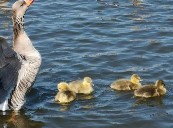 Fitschen Am Dorfteich *